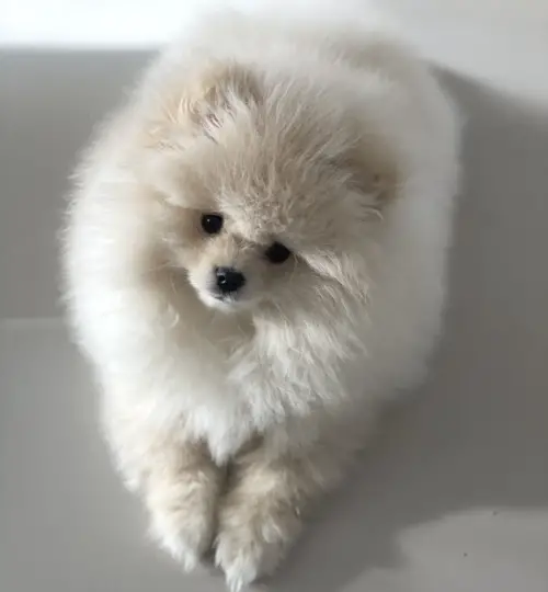 Pomeranian kaufen - vom Schweizer Tierheim!