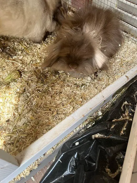 Minilop/Lionlop/Zwergkaninchen