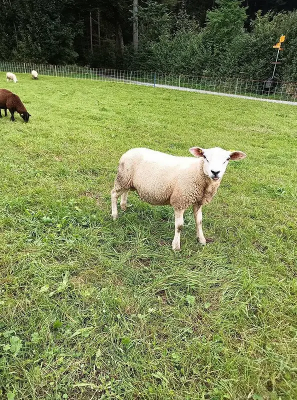 Texel Lammböcke zu verkaufen