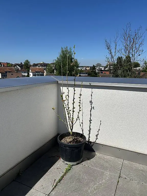 Pflanze ca 150cm hoch NaN