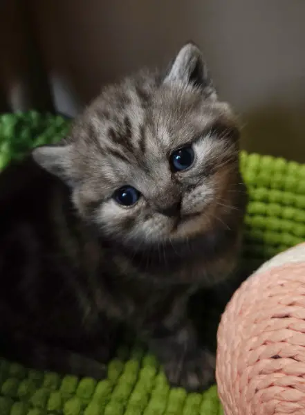 BKH britisch Kurzhaar Kitten Stammbaum