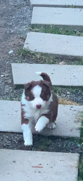 Border Collie Welpen
