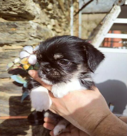 Retromops Weibchen welpe