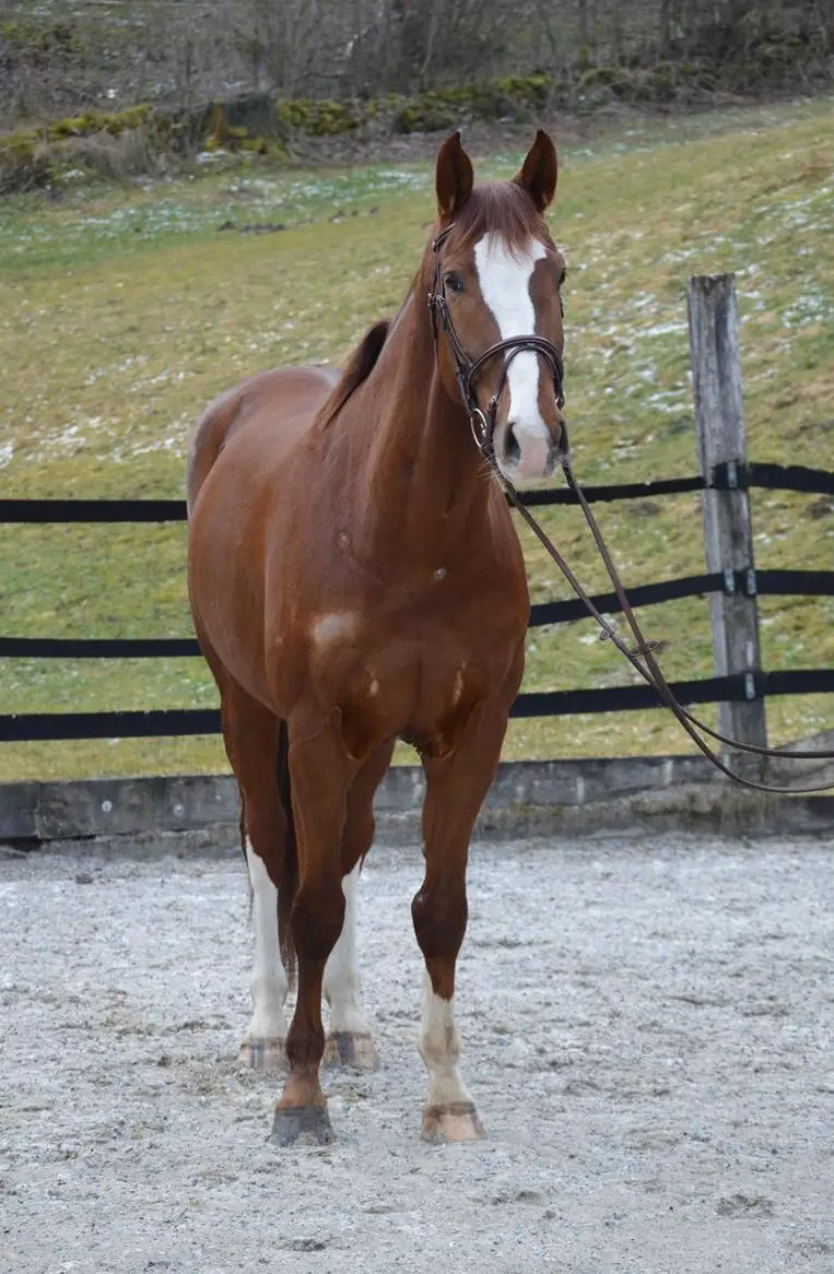 7-jähriger CH-Warmblut Wallach zu verkaufen