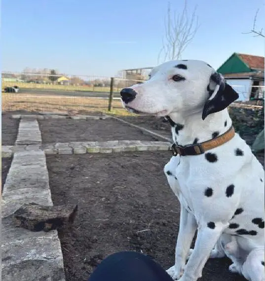 Dalmatiner Rüde 1 Jahr