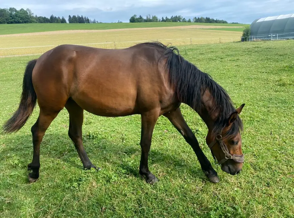 Reitlager / Reitferien