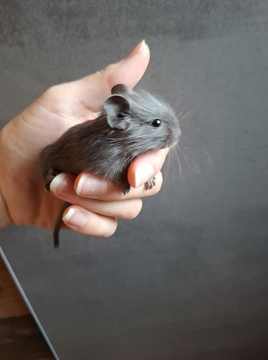 Junge Degus suchen ein liebevolles Zuhause
