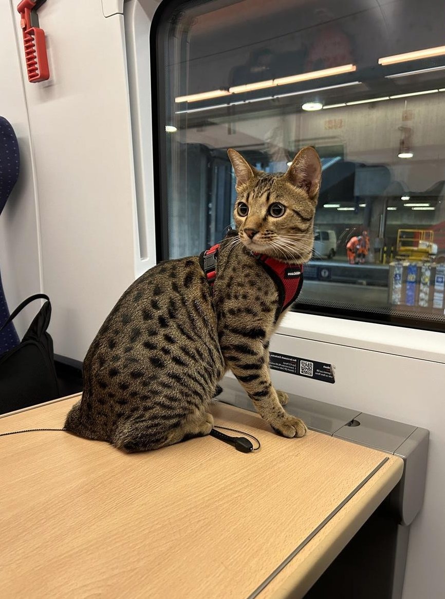 1-jähriger Savannah Kater, kastriert