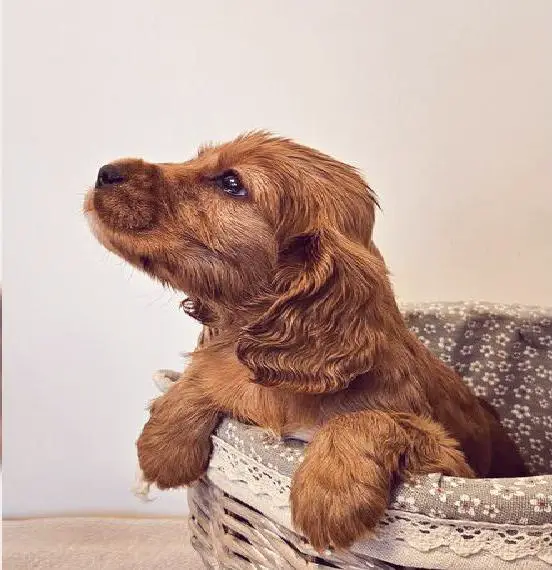 Englisch Cocker Spaniel Welpen