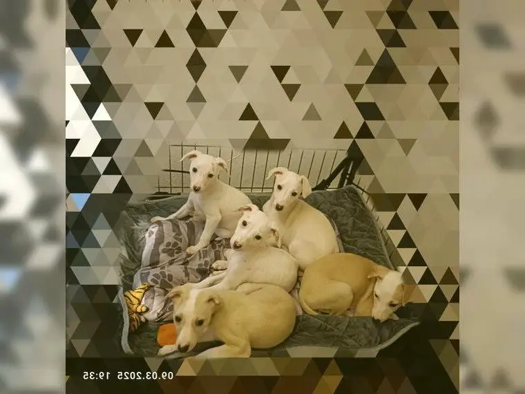 Süsse Whippet Welpen