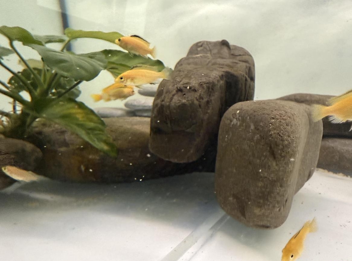 Malawi Yellows abzugeben