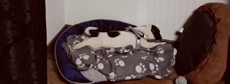 Bildschöner Parson Jack Russell Terrier