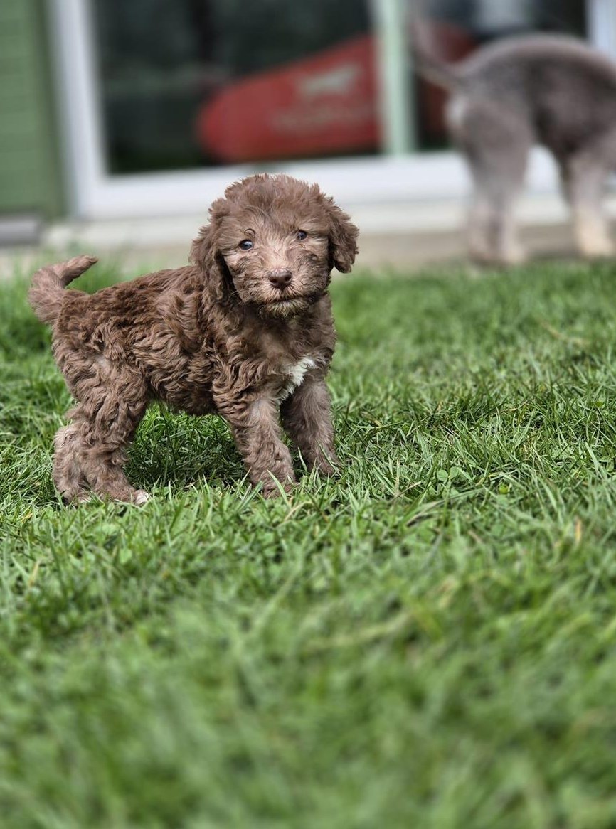 Bedlington Terrier Welpen in Blue, Liver