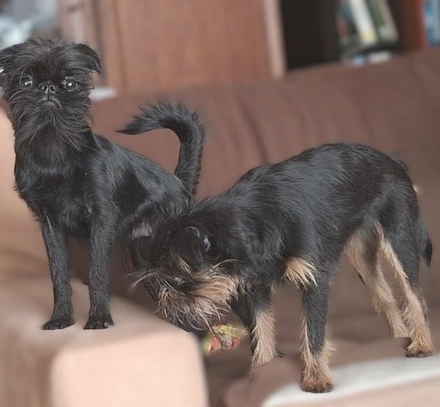 Belgische Zwerggriffon-Welpen in Frankfurt am Main