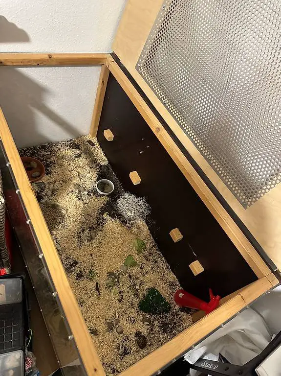 Grichische landschildkrötten