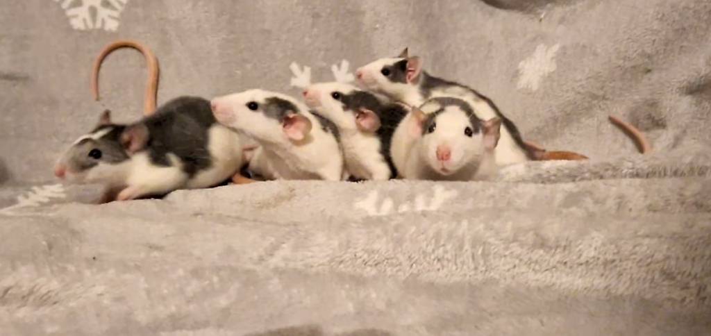 Rats mâles à l"adoption