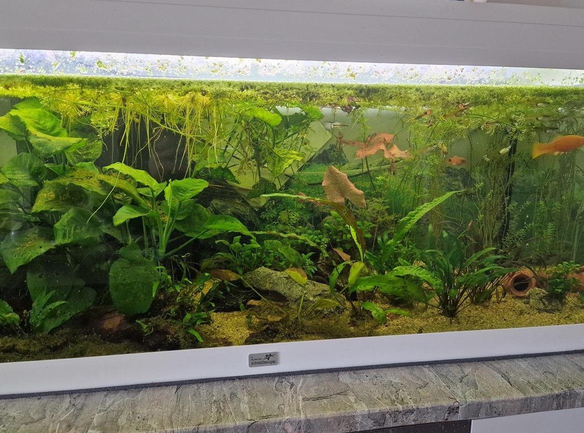 Aquatlantis 180L Aquarium mit Fischen und Zubehör