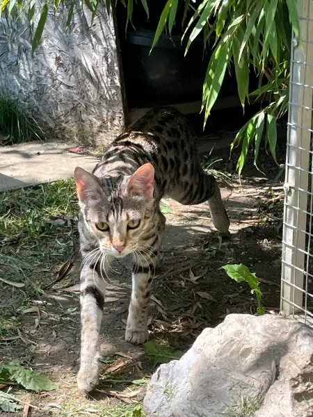 F4-Savannah Katze von CHSavannahs