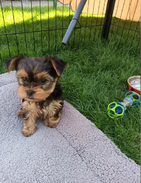 Typvolle Yorkieshire Welpen suchen ihr neues Zuhause