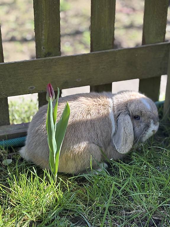 Kaninchen Zwergwidder Minilop