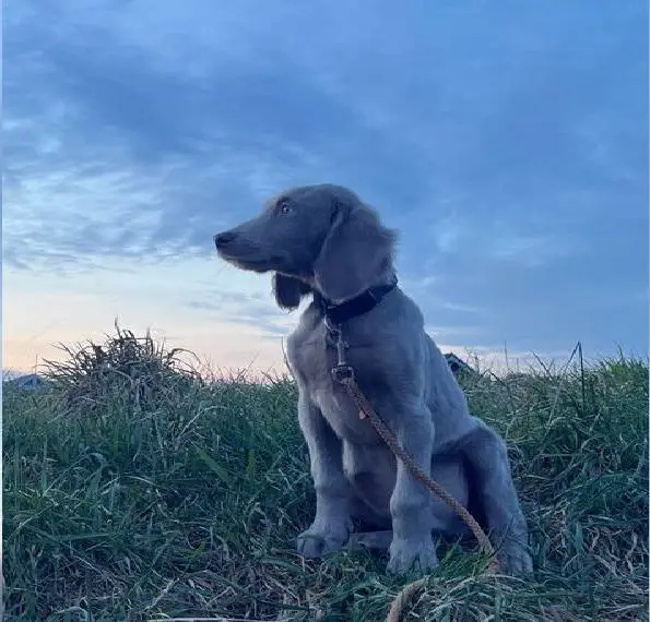 Weimaraner Langhaar Welpe sofort abgabebereit