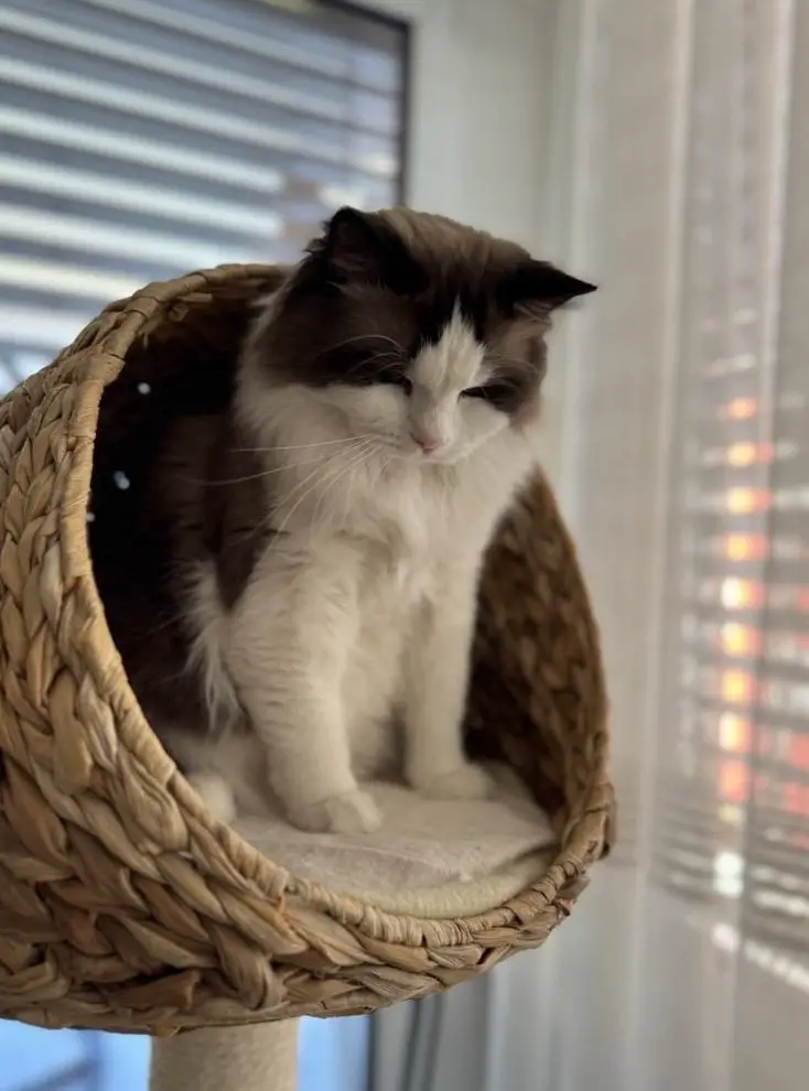 Ragdoll Katze, sehr braver Kater