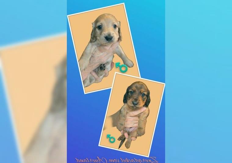 2 Dackelwelpen zu verschenken