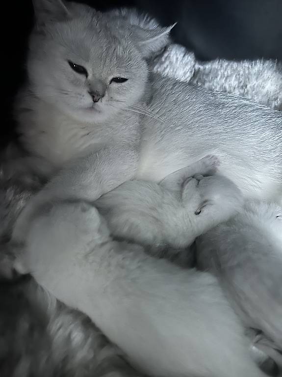 Reinrassige Britisch Kurzhaar BKH Kitten mit Stammbaum