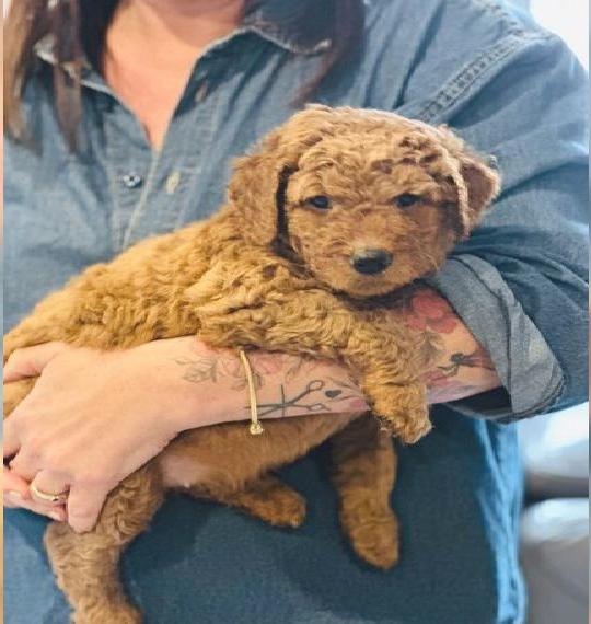 Labradoodle Welpen F1 mit Papieren Apricot Doodle von der Gersprenzbrücke 3 Rüden sind noch zu habe