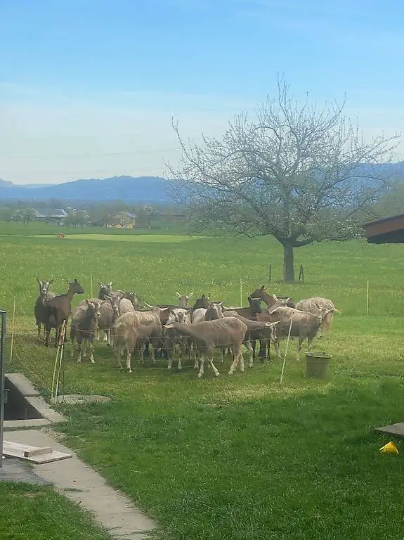 Toggenburger Milchziegen