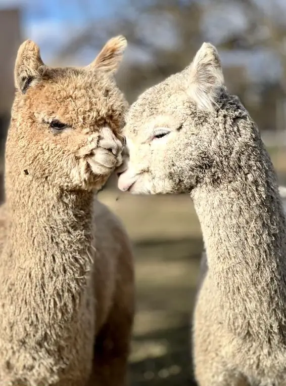 Alpaka & Lama Einsteigerkurs mit Sachkundenachweis