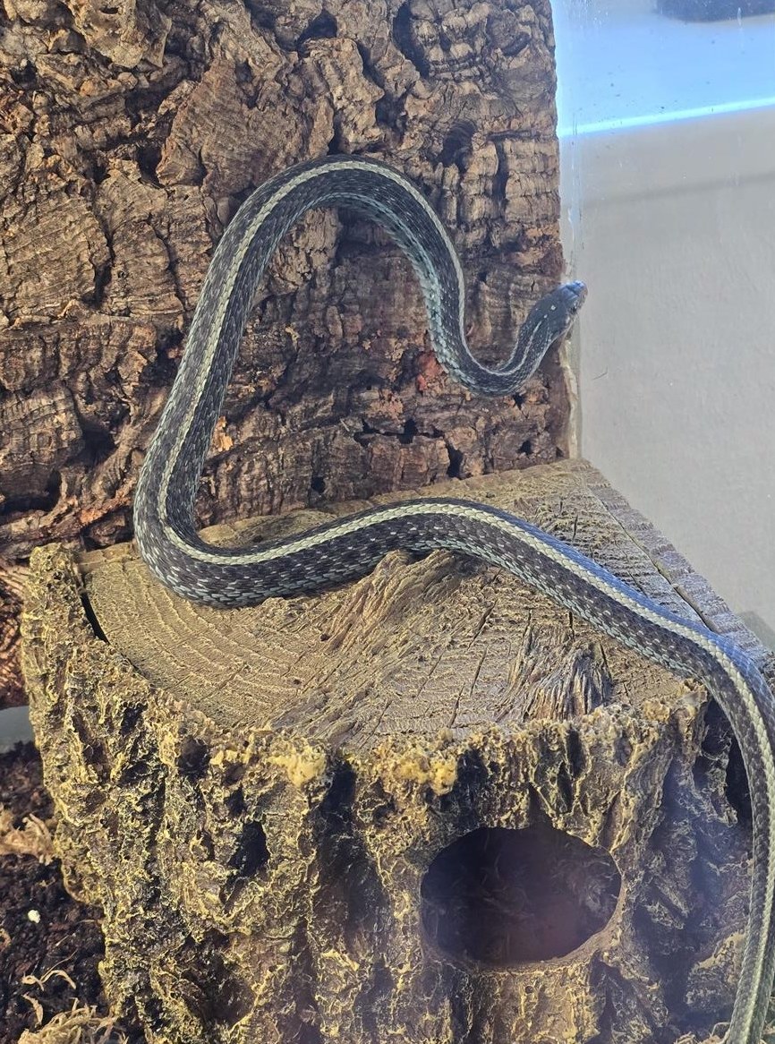 1.0 Thamnophis sirtalis similis, Strumpfbandnatter