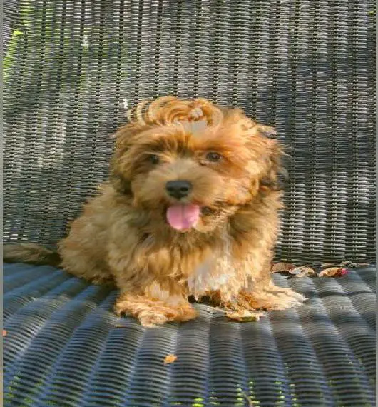 Felix sucht liebe Familie