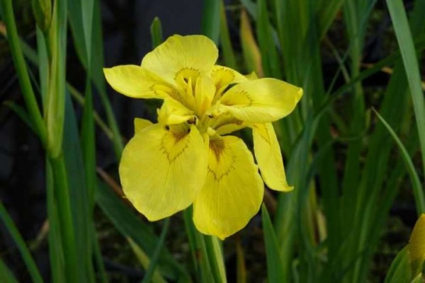 Wasserpflanzen "Iris pseudacorus "Double" Wasserschwertlilie