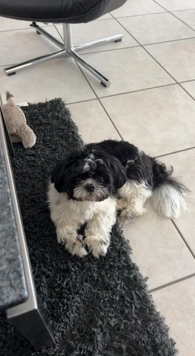 1-jähriger Shih Tzu Rüde sucht liebes Zuhause