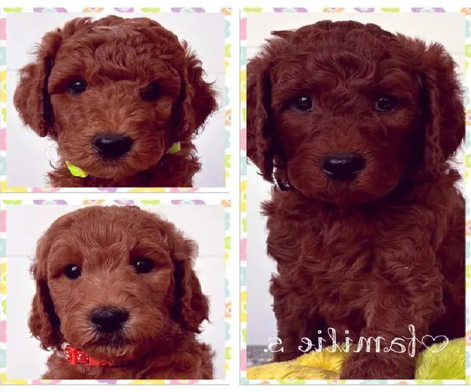 Grosspudel Königspudel Welpen im schönsten ROT/FAWN