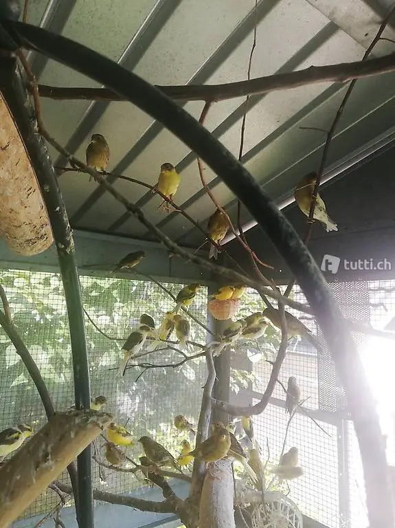 canarini per interno e esterno