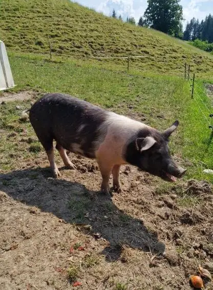 Schönes Freiland Schwein zu verkaufen