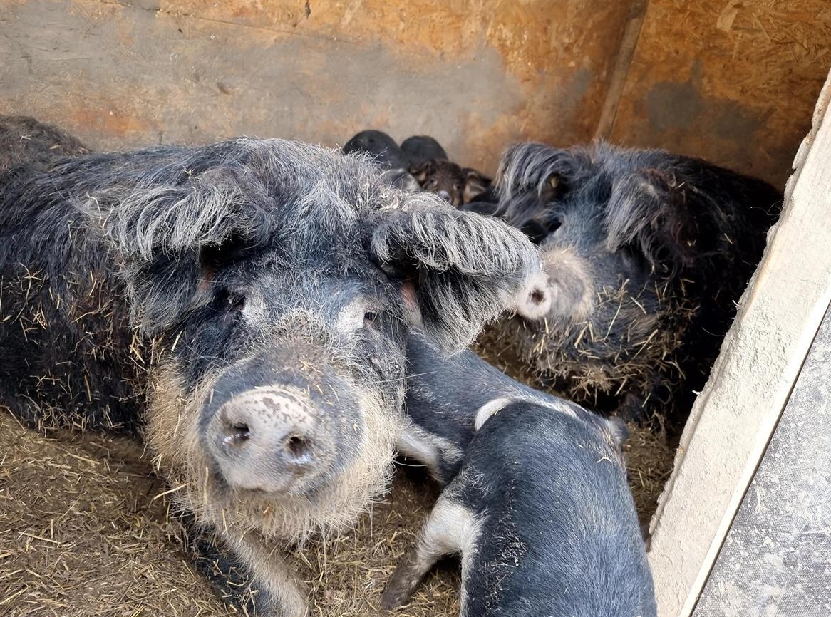 Absetzferkel - Wollschweine × Duroc × Turopolie