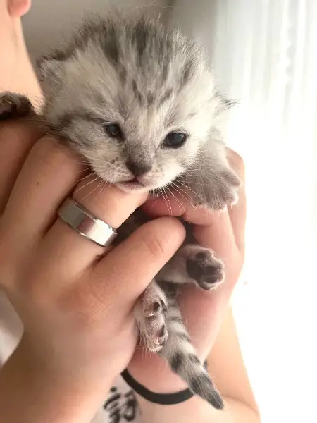 BKH - reinrassige Kitten