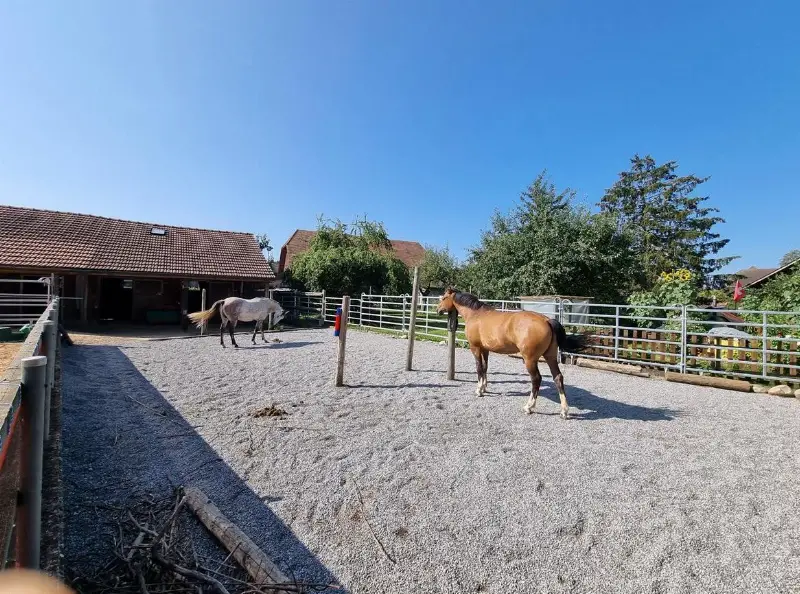 Offenstallplatz frei in kleinem Privatstall in Wengi bei Büren