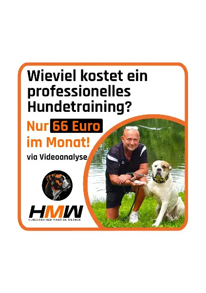 Innovatives Hundetraining durch Videoanalyse