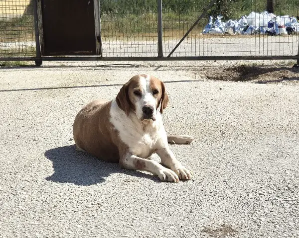 Athena: Mischlingshündin, ca. 9 Jahre, z.zt. in Griechenland