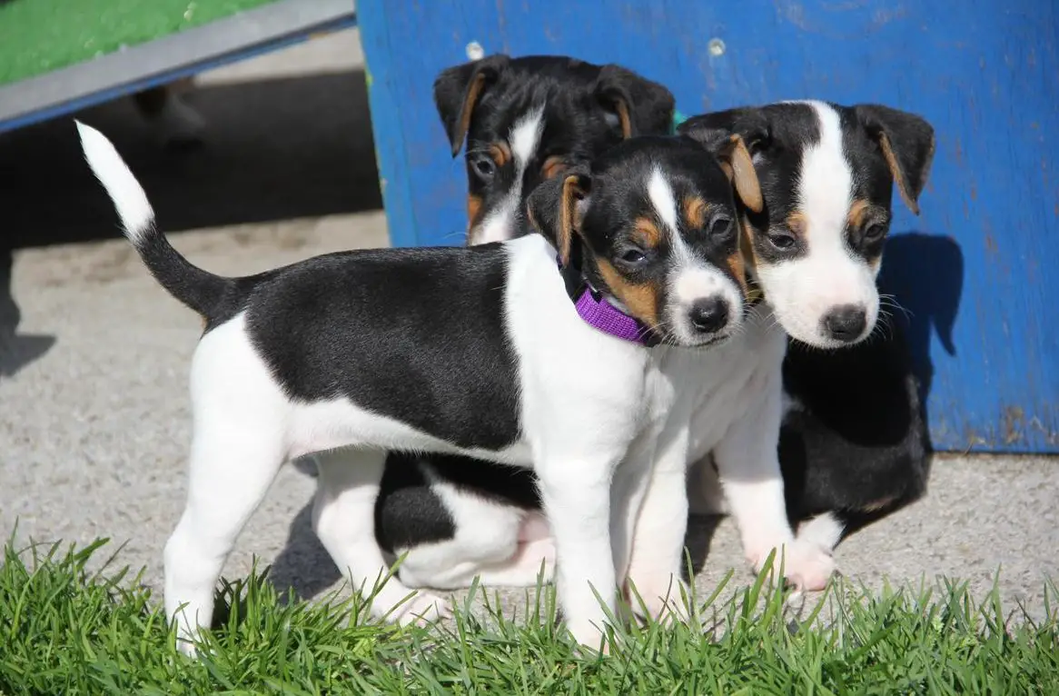 Praktikum für Hundepension und Hundezucht FBA