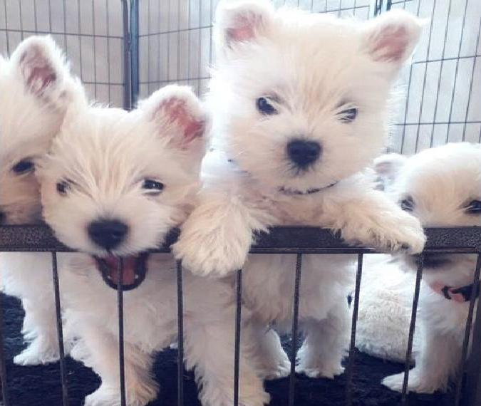 Bildhübsches West Highland White Terrier Welpen Jungs