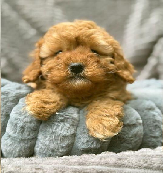 Zwergpudel - Toypudel Welpen red dark apricot abgabebereit