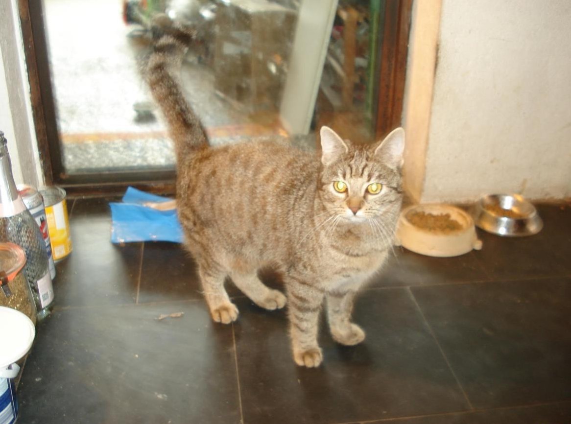 Junge Kätzin, stubenrein sucht liebevolles Zuhause