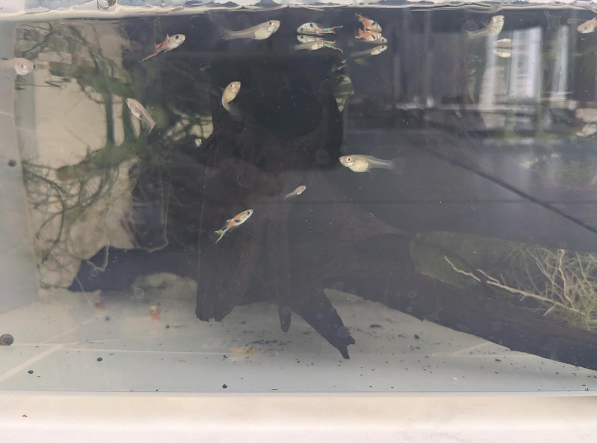 Schwarm Endler Guppys GRATIS abzugeben