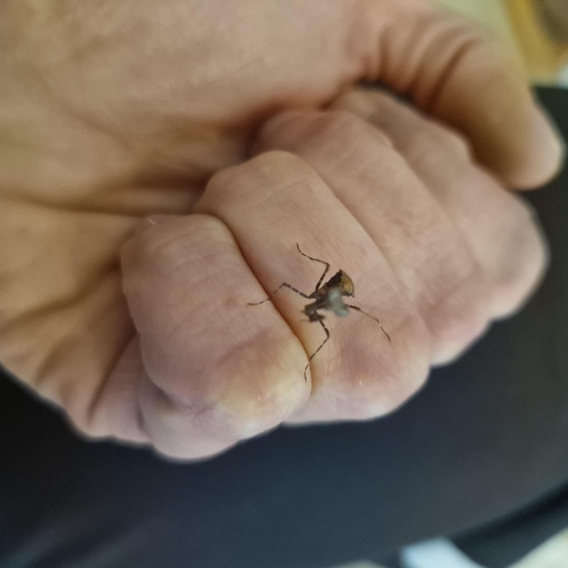 Junge Deroplatys desiccata, Riesen Totes Blatt Mantis