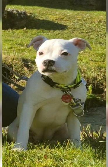 Staffordshire Bullterrier Hündin